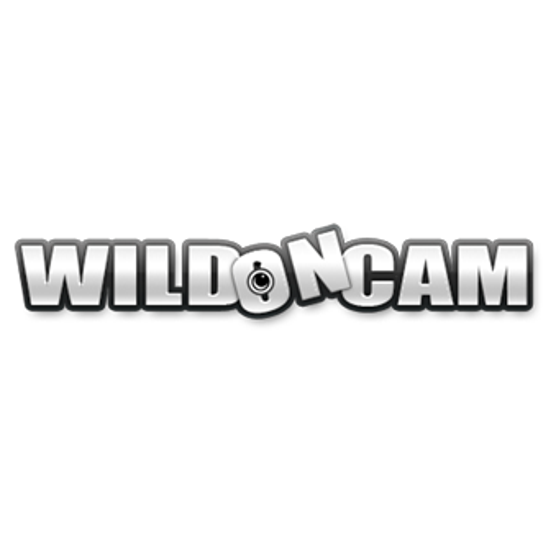 Wild On Cam